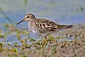 Beggazzina tan-Nord Calidris Melanotos (K)