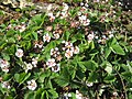 Kisvirágú pimpó (Potentilla micrantha)