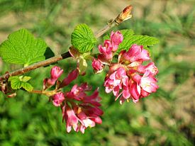 Ribes sanguineum ծաղիկները