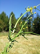 Senecio aquaticus s. str. sl10.jpg