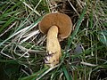 Suillus plorans