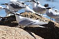 In winter plumage; Cape Town, South Africa