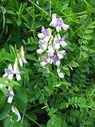 Vicia sylvatica