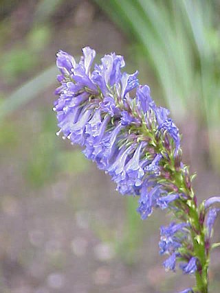 <i>Wulfenia</i> Genus of flowering plants