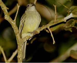 <span class="mw-page-title-main">Yellow-crowned elaenia</span> Species of bird