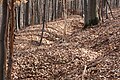 World War I Trench remains in the forest near Bodružal