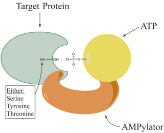 <span class="mw-page-title-main">Adenylylation</span> Biological process