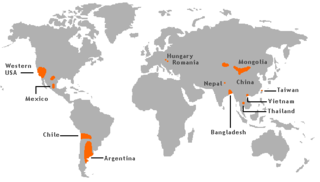 <span class="mw-page-title-main">Arsenic contamination of groundwater</span> Form of water pollution