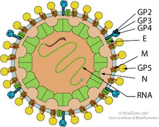 <i>Arteriviridae</i> Family of viruses in the suborder Arnidovirineae