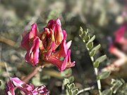 Astragalus monspessulanus