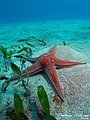 Pomarančasta zvezda (Astropecten aranciacus) red Paxillosida