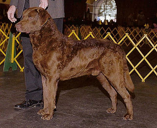 <span class="mw-page-title-main">Chesapeake Bay Retriever</span> Dog breed