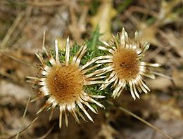 Paprastoji karlina (Carlina vulgaris)