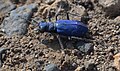 Cicindela depressula ssp depressula