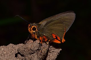 <i>Coeliades keithloa</i> Species of butterfly