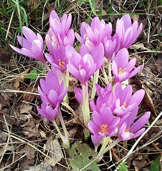 <span class="mw-page-title-main">Colchicaceae</span> Family of monocot flowering plants