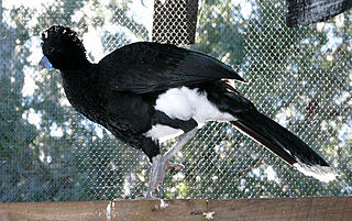 <i>Crax</i> Genus of birds