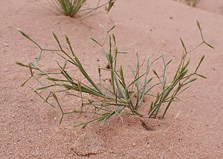 <i>Cutandia</i> Genus of grasses