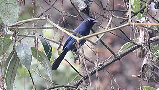 Black-throated jay Species of bird