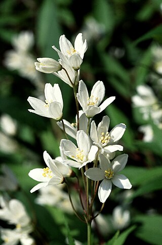 <i>Deutzia</i> Genus of flowering plants