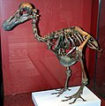 Dodo-skrook uun't Natural History Museum (London, Ingelun)