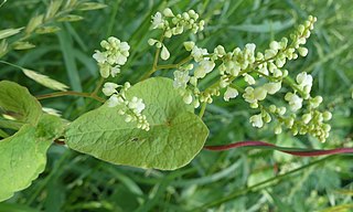 <i>Polygonum ciliinode</i> Species of flowering plant