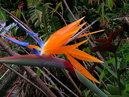 Strelicija (Strelitzia reginae)