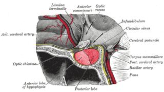 Pituitary gland Endocrine gland at the base of the brain