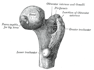 <span class="mw-page-title-main">Femoral neck</span> Aspect of human anatomy