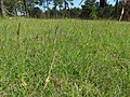 Gymnadenia odoratissima Germany - Heimsheim