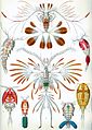 Image 21Copepods, from Ernst Haeckel's 1904 work Kunstformen der Natur (from Crustacean)