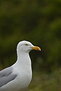 Vue en couleur du profil d'un goéland.