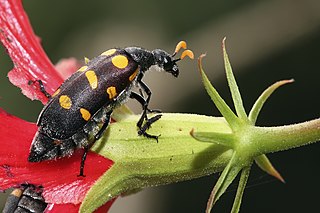 <span class="mw-page-title-main">Blister beetle</span> Family of beetles