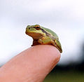 Finger frog