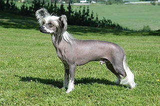 <span class="mw-page-title-main">Chinese Crested Dog</span> Dog breed