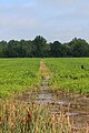 Irrigation ditch in Montour County, Pennsylvania, USA