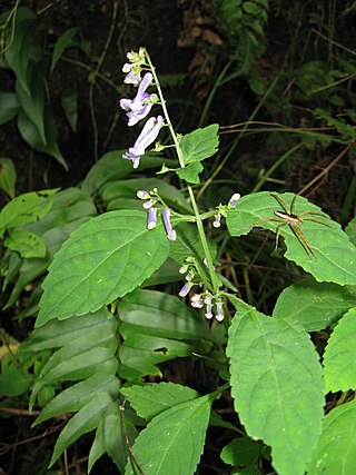 <i>Isodon</i> Genus of flowering plants