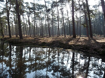 Water reflection of woodland