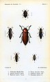 Buprestinae (kanan and kiri bawah), Julodinae (tengah) dan Polycestinae (lainnya) dari Monographie des Buprestides hasil Charles Kerremans