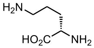 <span class="mw-page-title-main">Ornithine translocase deficiency</span> Medical condition