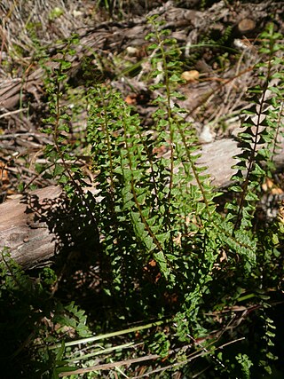 <span class="mw-page-title-main">Lindsaeaceae</span> Family of ferns