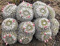 Mammillaria parkinsonii