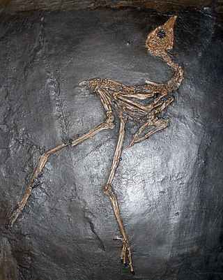 <i>Messelornis</i> Extinct genus of birds