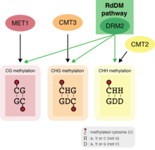 DNA methylation sequence contexts and related DNA methyltransferases. DNA methylation at cytosines followed by guanines (CG methylation) is maintained by MET1, while CHG and CHH methylation are maintained by CMT3 and CMT2, respectively. The methyltransferase involved in RdDM, DRM2, can add DNA methylation regardless of sequence context. Methylation context.png