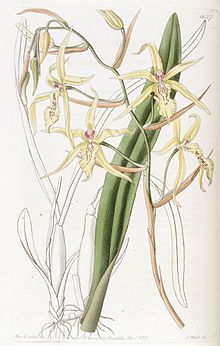 Miltonia flavescens, illustration. This was the first Miltonia species to be described, originally classified under the genus Cyrtochilum, in 1834. Miltonia flavescens.jpg