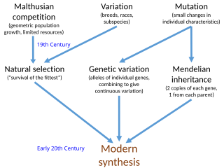 <span class="mw-page-title-main">Modern synthesis (20th century)</span> Fusion of natural selection with Mendelian inheritance