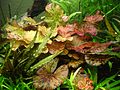 Nymphaea lotus showing variegations on leaves