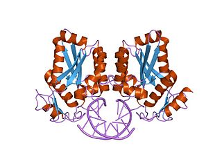 <i>Bam</i>HI Restriction enzyme