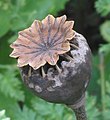 Cápsula poricida en la amapola, Papaver. El viento agita el largo pedicelo de manera que las semillas escapan por los poros.