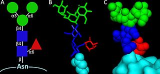 <span class="mw-page-title-main">Paucimannosylation</span> Protein Paucimannosylation